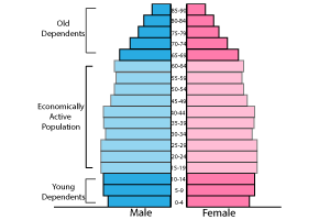 Developed country population pyramid