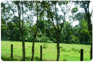 rainforest clearance