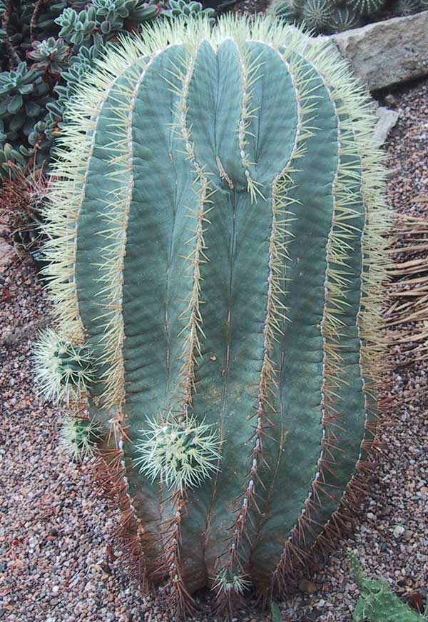 cacti adaptations