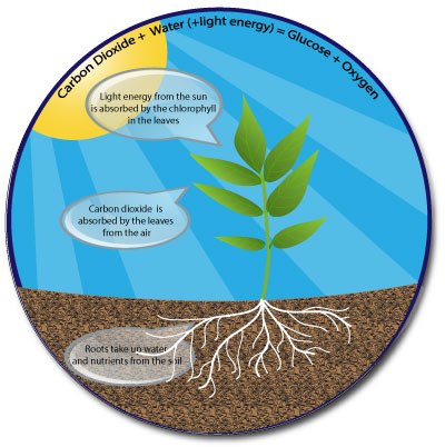 Photosynthesis diagram