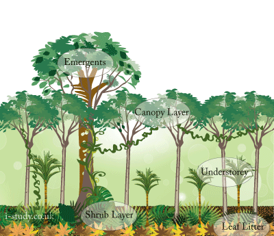 Rainforest Structure