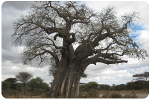 baobab tree