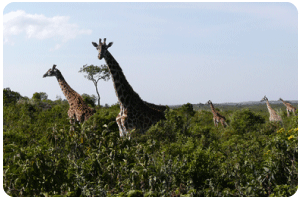 giraffes in the savanna