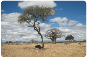 accacia and baoabab trees