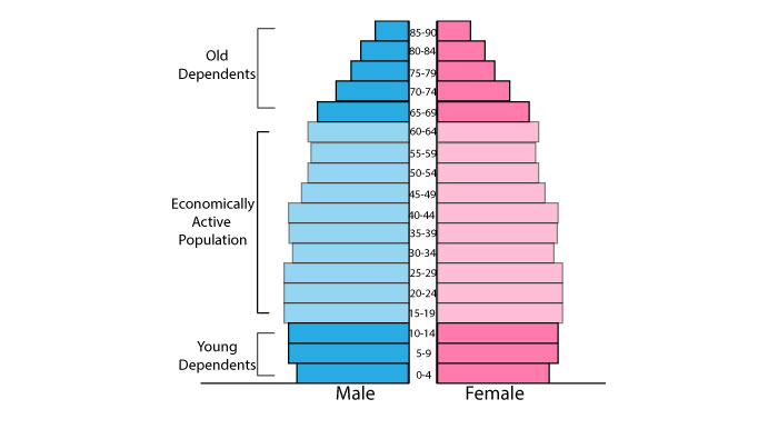Population pyramid for more developed countries