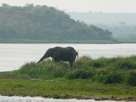Nile-elephant